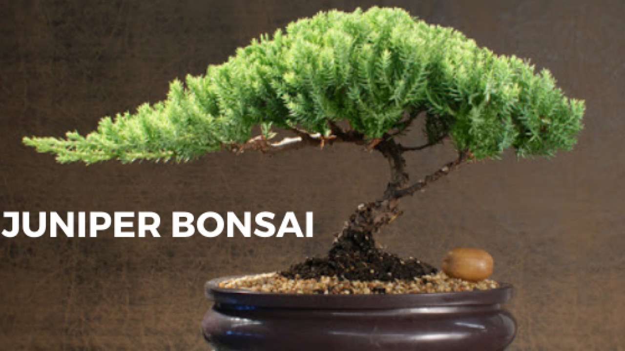 To Akadama, or not to Akadama? - Bonsai Empire