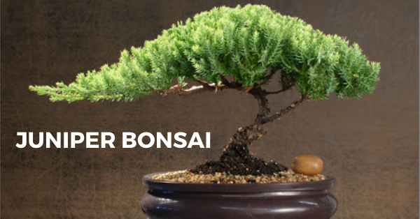 Juniper Bonsai Tree Care The Bonsai Master 