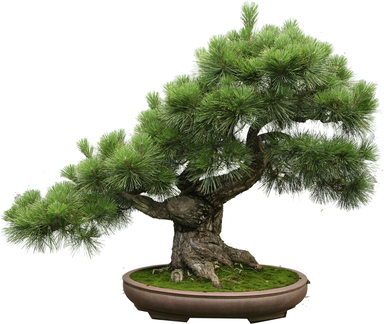 The Bonsai Master