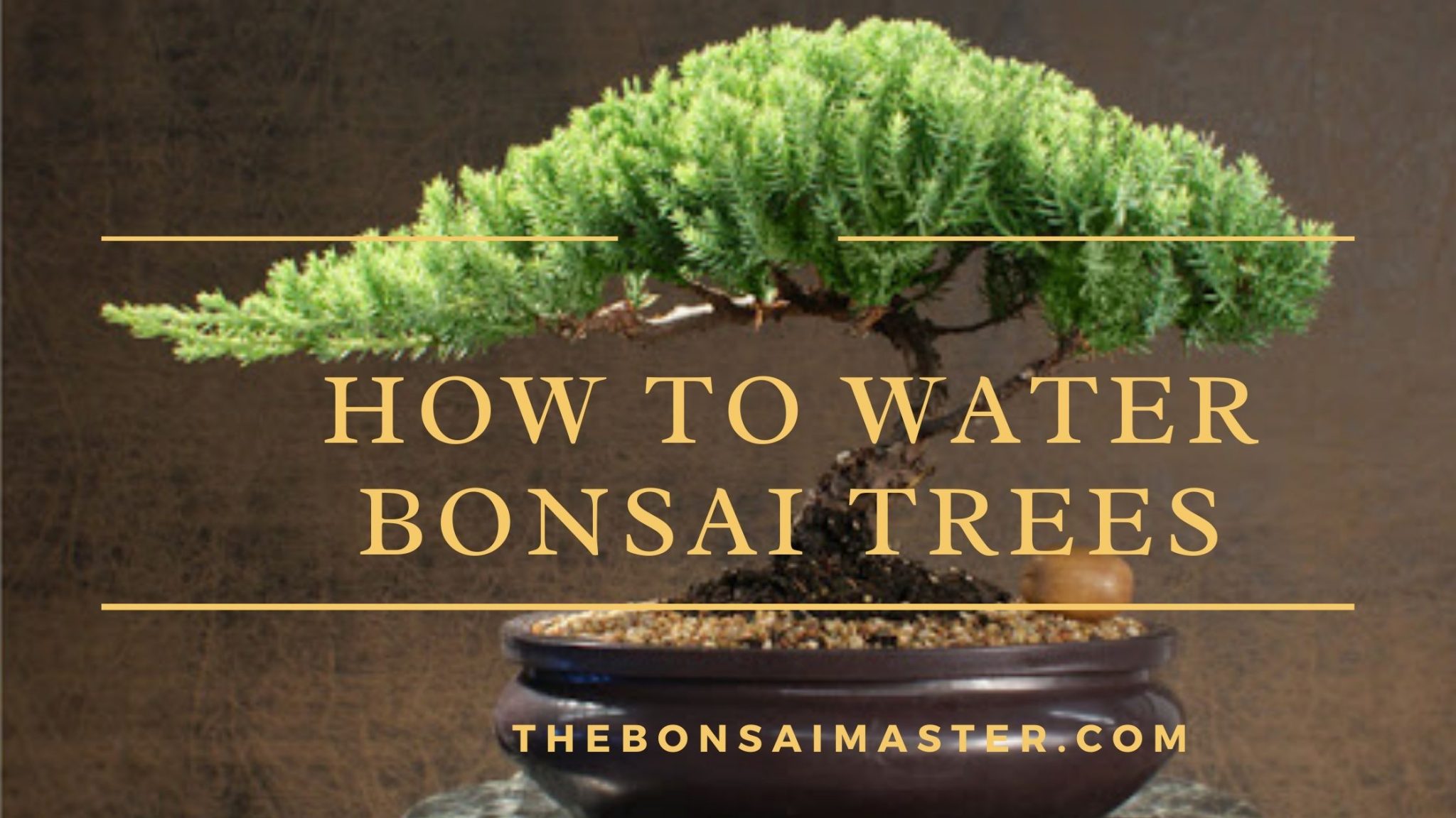 How To Water Bonsai Trees - The Bonsai Master