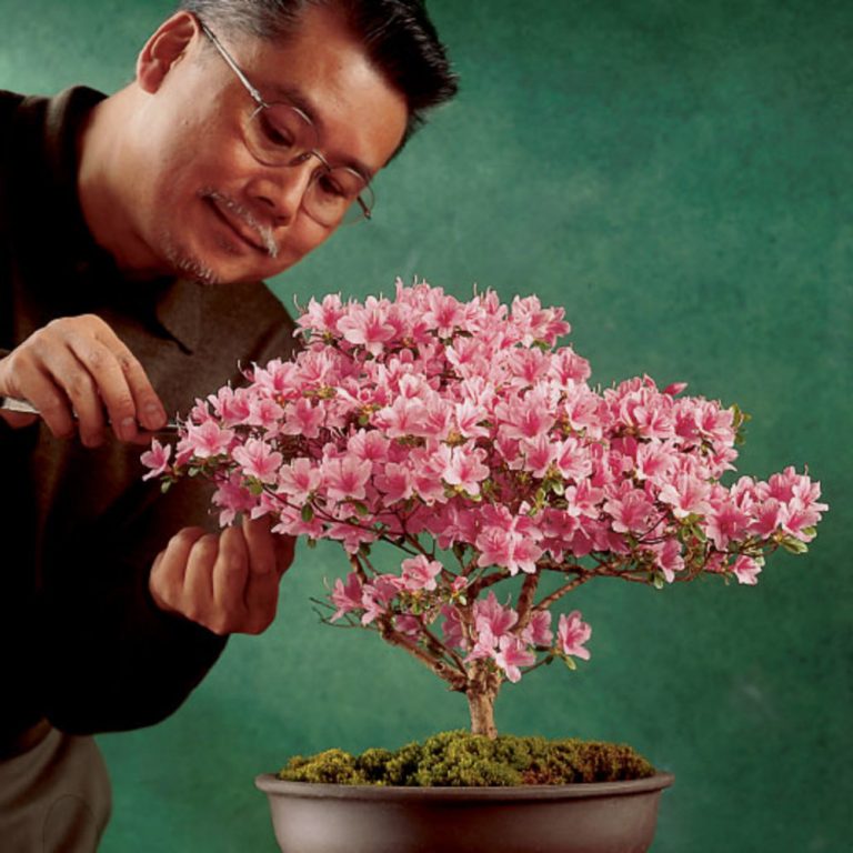 Azalea Bonsai Tree The Bonsai Master