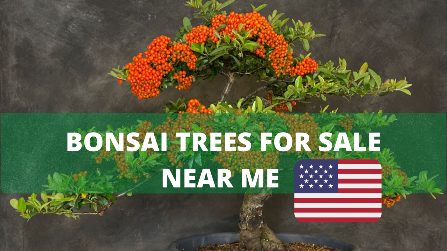 Bonsai Trees For Sale Near Me USA 2021 The Bonsai Master