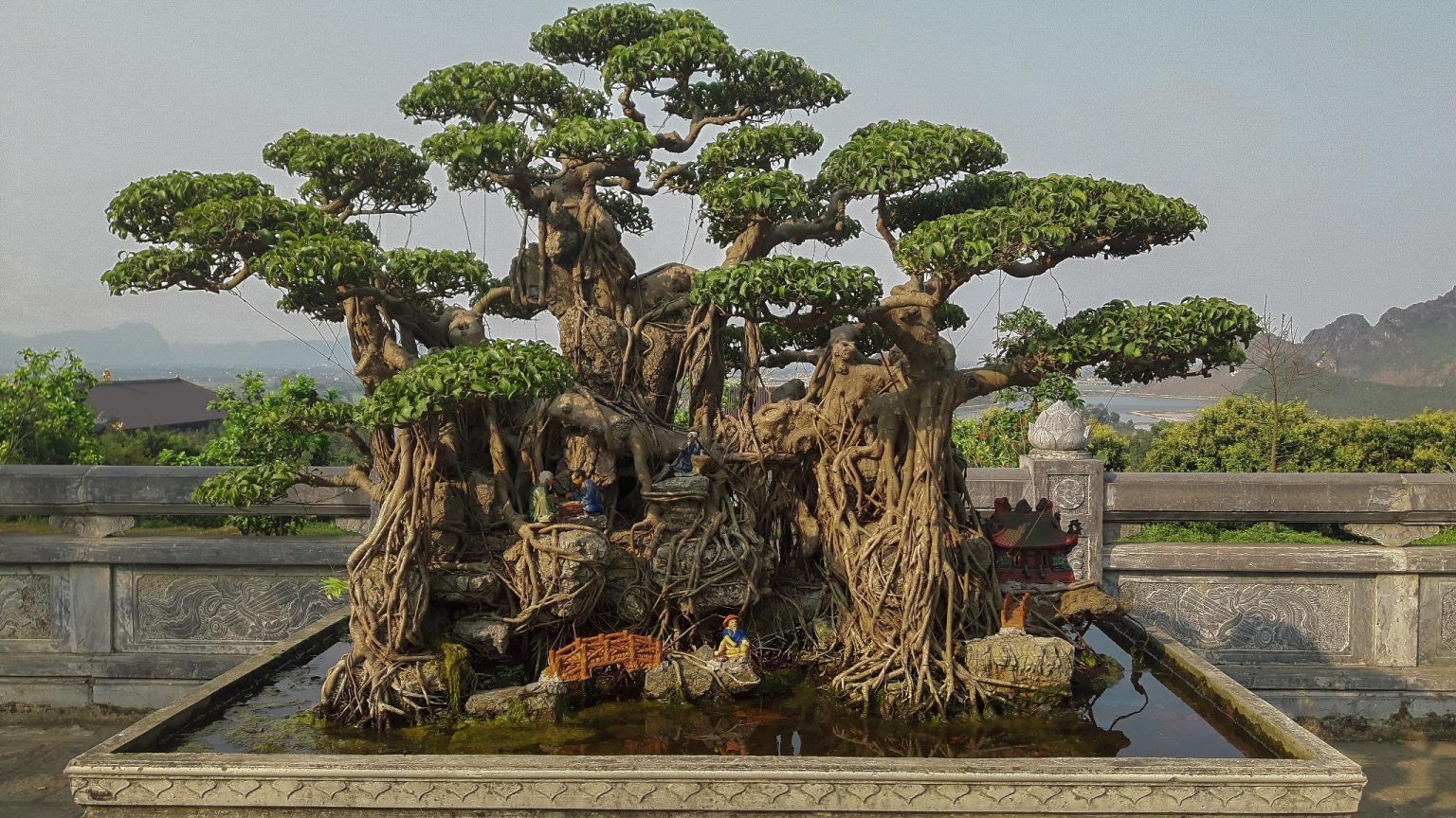 Oldest Bonsai Trees Still Living - The Bonsai Master