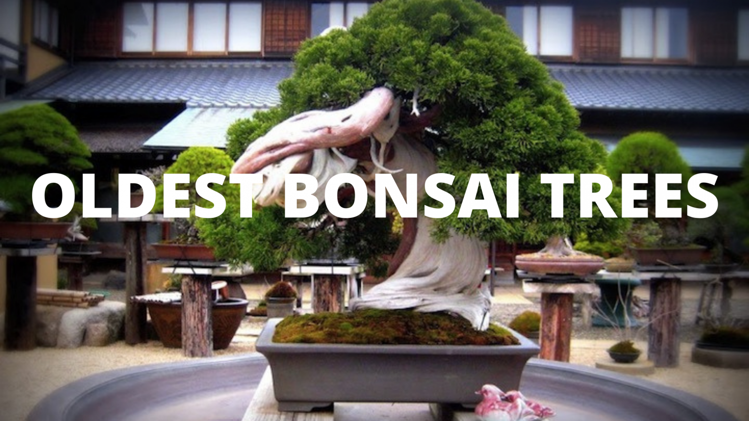 Bonsai Trees Cost The Bonsai Master