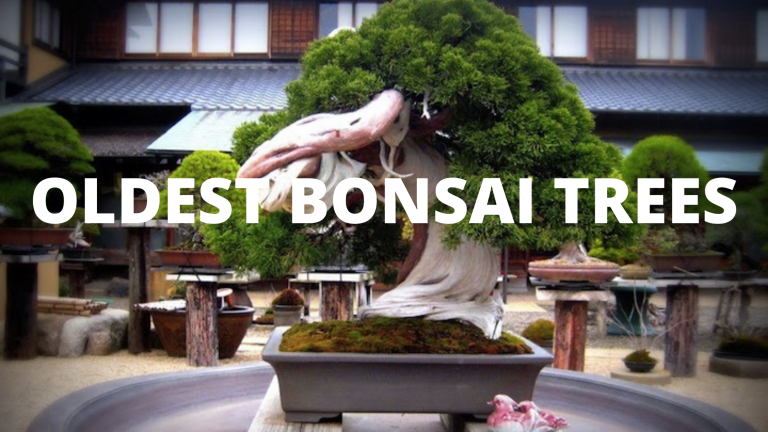 Oldest Bonsai Trees Still Living - The Bonsai Master