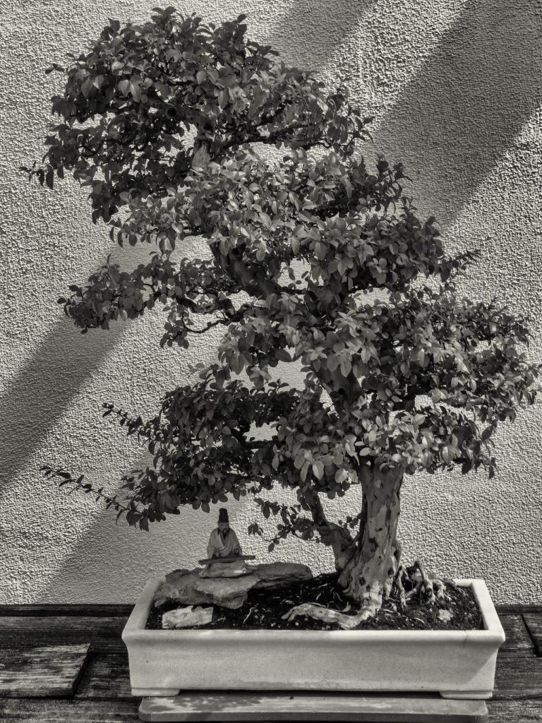 Bonsai Tree Price The Bonsai Master