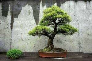 Bonsai For Beginners In Australia - The Bonsai Master