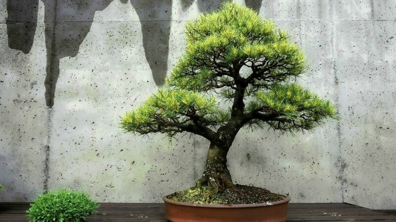 Best Bonsai Tree Kits of 2023: An Ultimate Guide for Beginners - Love For  Bonsai