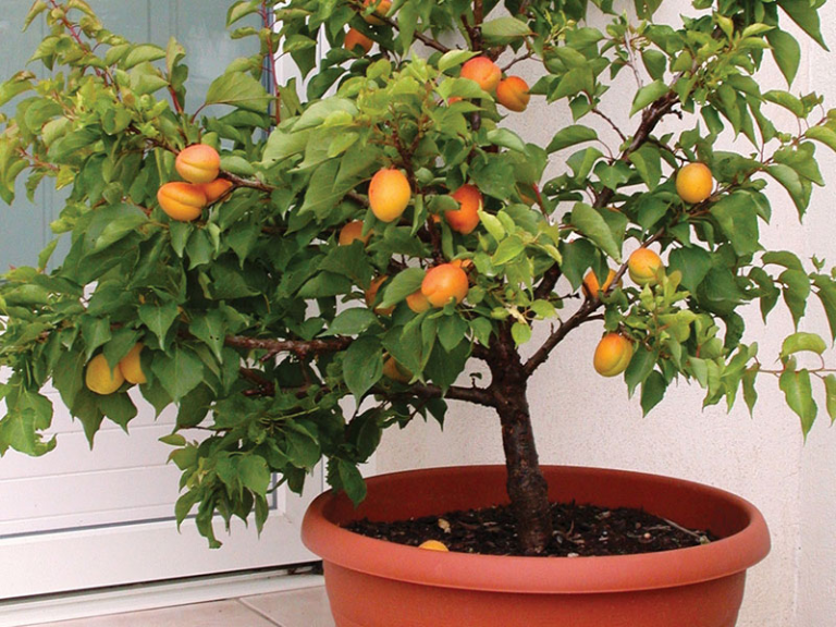 The 10 Most Popular Bonsai Fruit Trees - The Bonsai Master