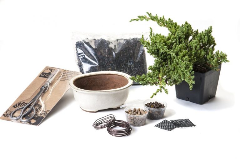 Bonsai Starter Kits - The Bonsai Master