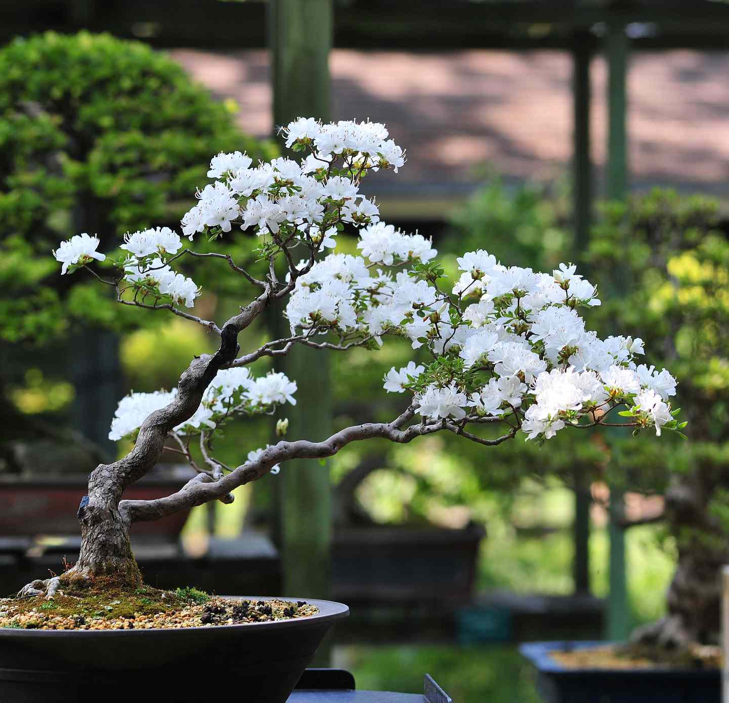 Бонсай Prunus serrulata