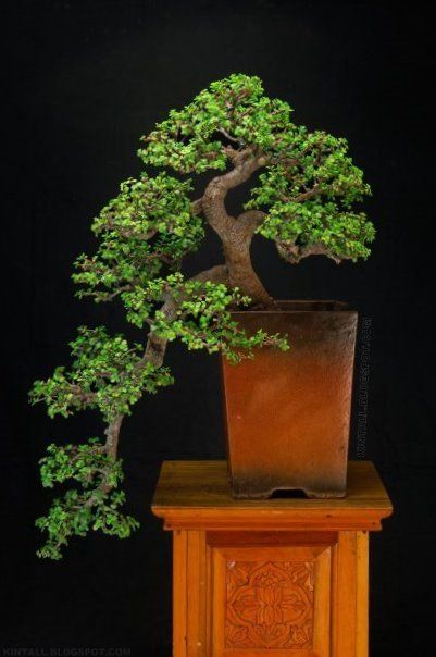 Bonsai Trees For Sale Near Me USA 2021 - The Bonsai Master