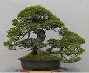 Care Guide For Pine Bonsai [2021] - The Bonsai Master