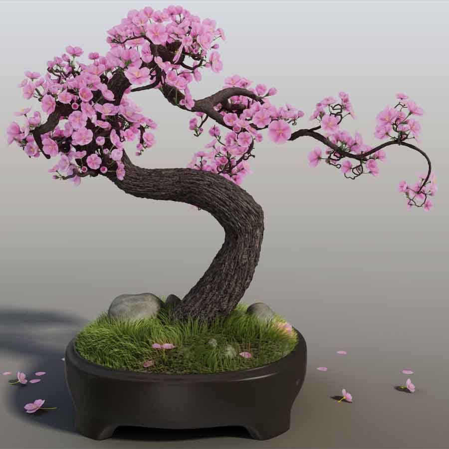 real cherry blossom bonsai