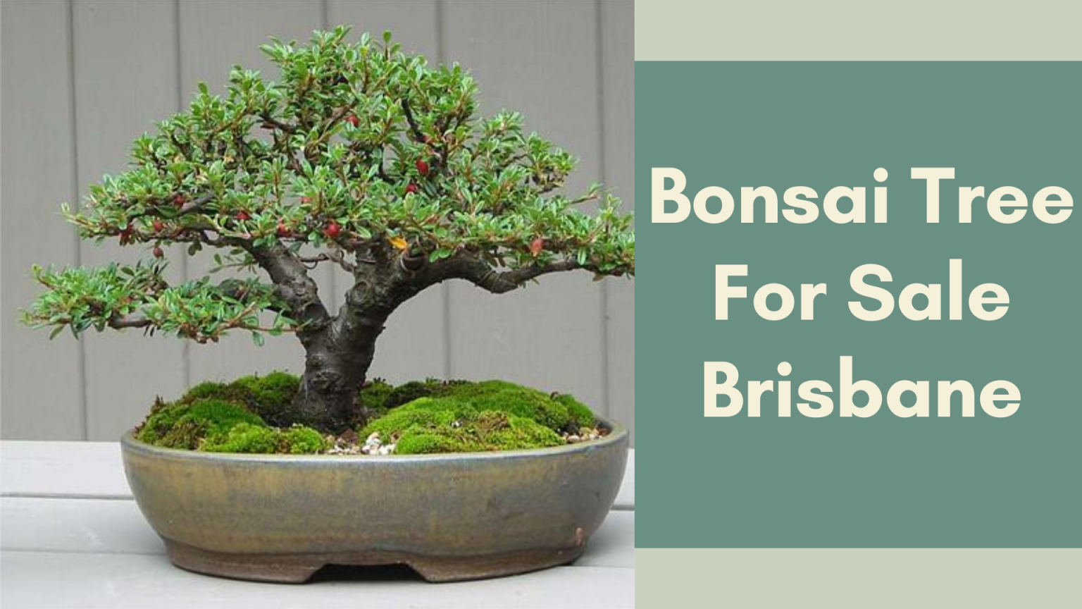 Bonsai Tree For Sale Brisbane The Bonsai Master