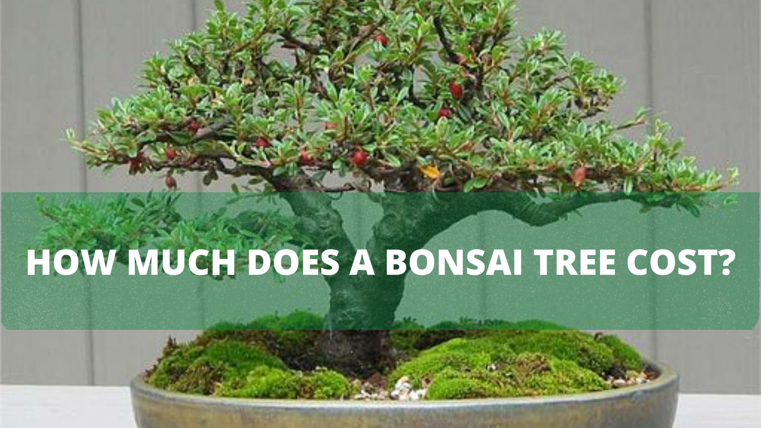 How Much Does A Bonsai Tree Cost The Bonsai Master 1214