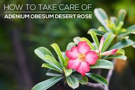 desert rose bonsai care