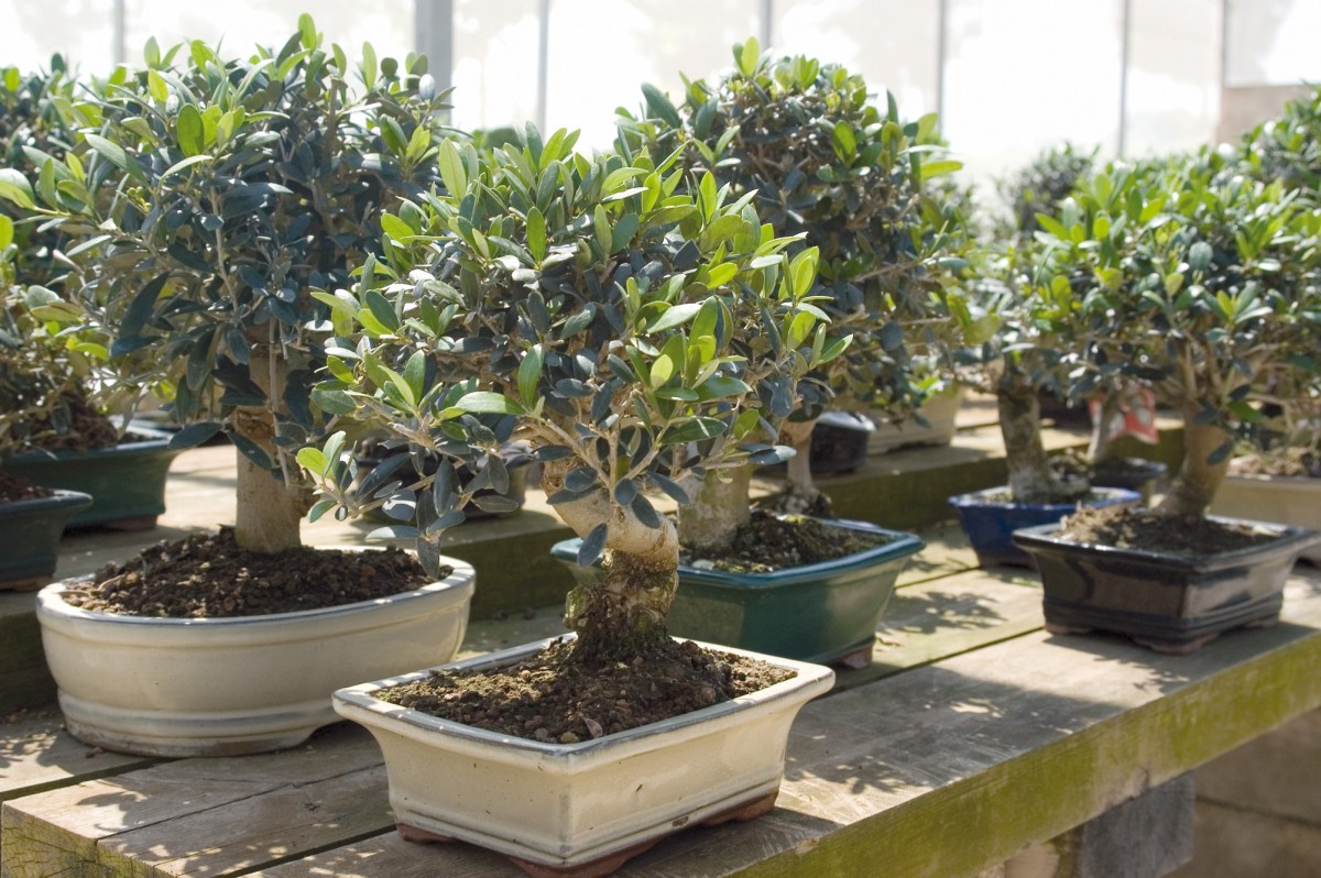 Bonsai nursery olive bonsai tree