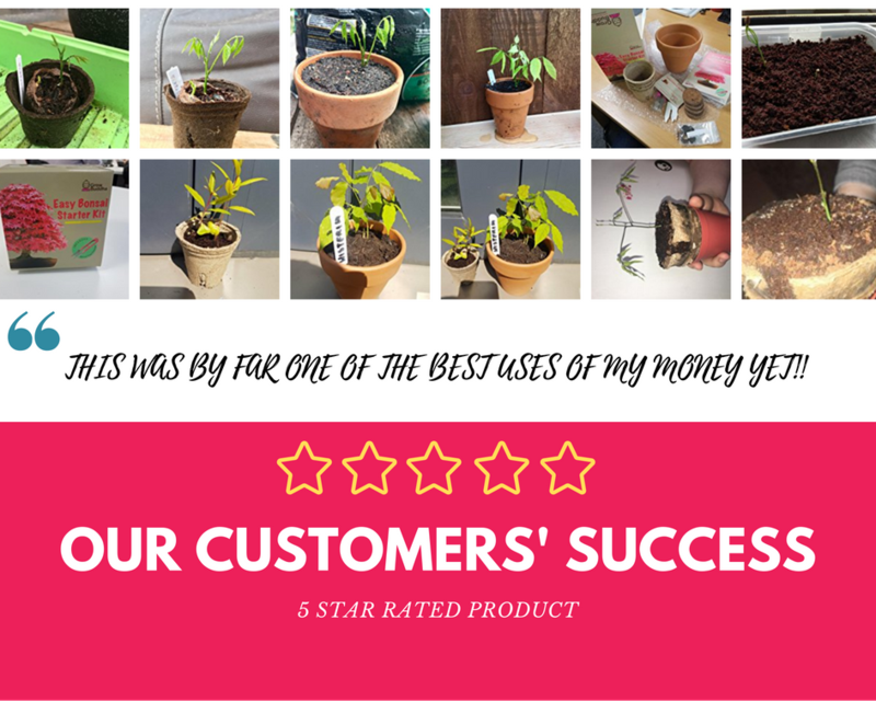 Bonsai Beginners Kit The Bonsai Master