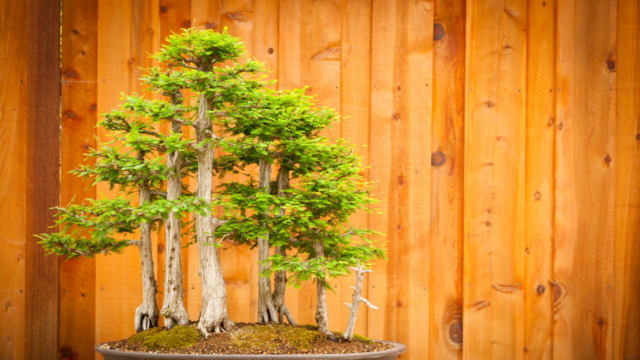 european cypress bonsai