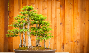 Bald Cypress Bonsai - The Bonsai Master