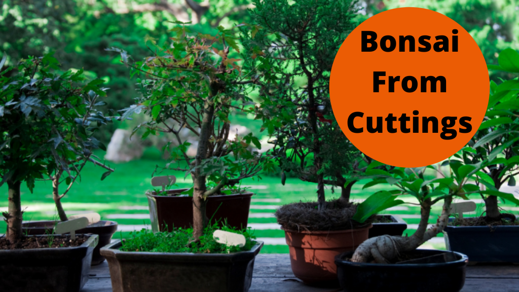 bonsai from cuttings