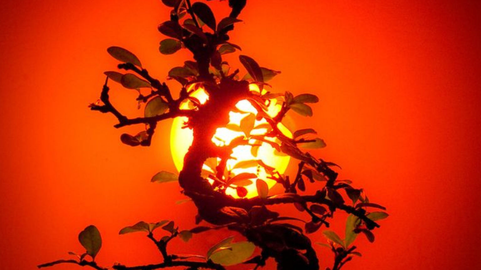 Do Bonsai Trees Need Sun The Bonsai Master