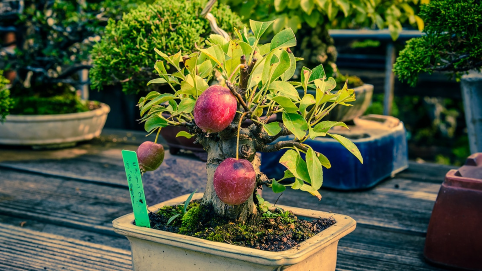 Apple Bonsai Tree The Bonsai Master