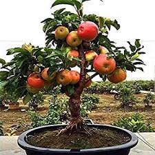 red delicious bonsai tree