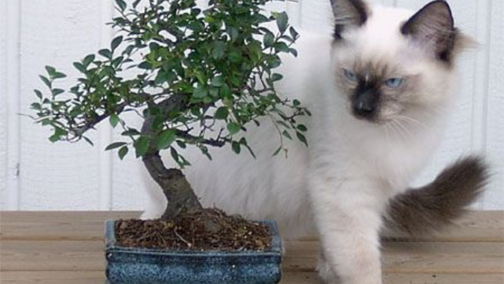 are bonsai trees poisonous for cats