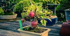 Apple Bonsai