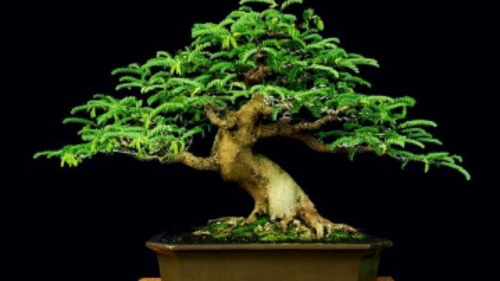bonsai types the bonsai master