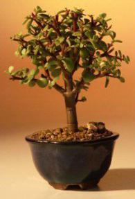 baby jade bonsai