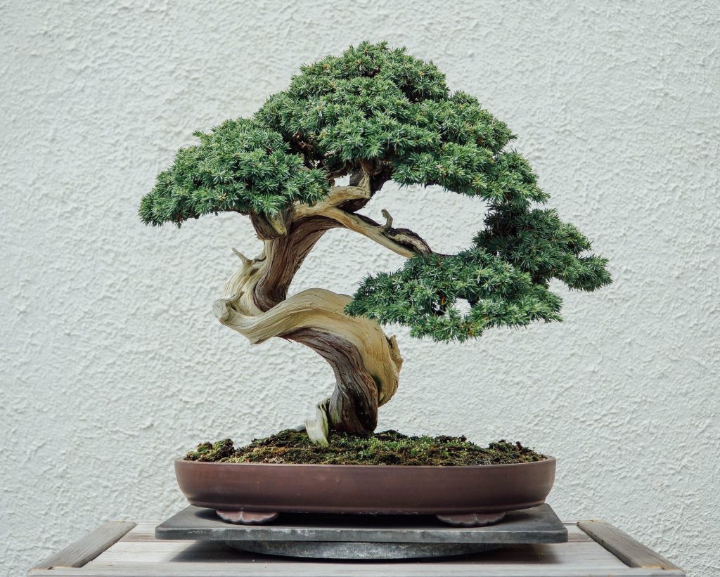 bonsai tree upkeep