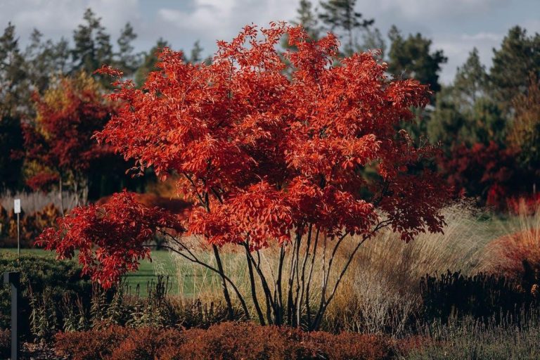 Fertilizing A Japanese Maple Acer Palmatum