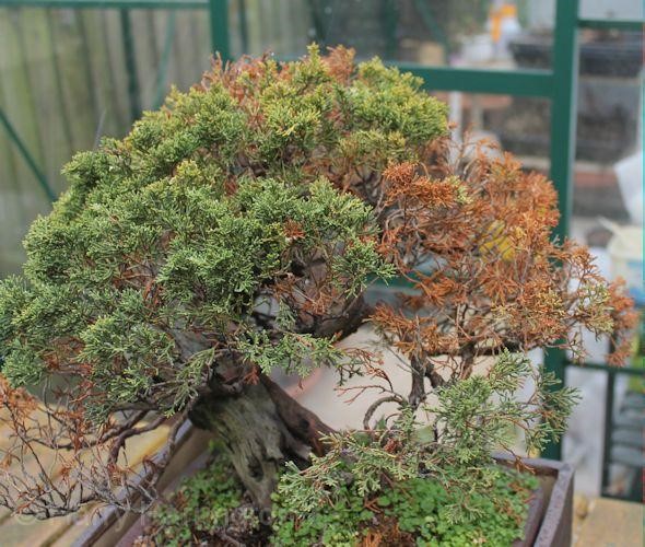 juniper bonsai tree turning brown